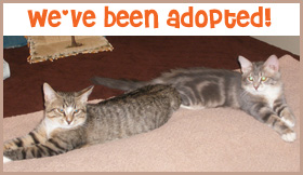 adopted